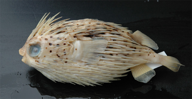 中文種名:六斑二齒魨學名:Diodon holocanthus
