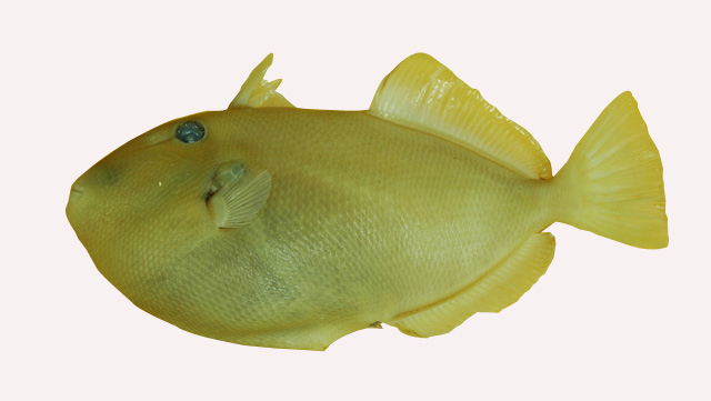 中文種名:角鱗魨學名:Melichthys vidua