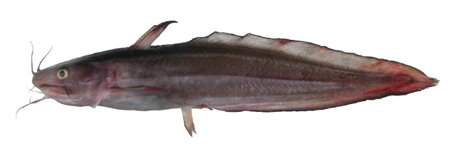 中文種名:多鬚鼬魚學名:Brotula multibarbata