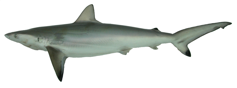 中文種名:沙拉白眼鮫學名:Carcharhinus sorrah