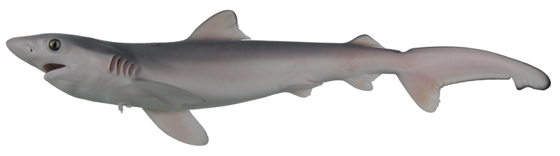 中文種名:真鯊學名:Carcharhinus sp.