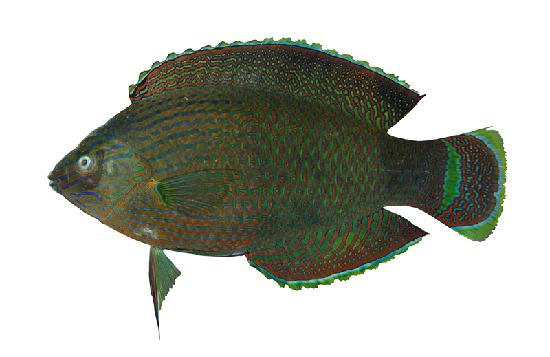 中文種名:綠鰭海豬魚學名:Halichoeres marginatus