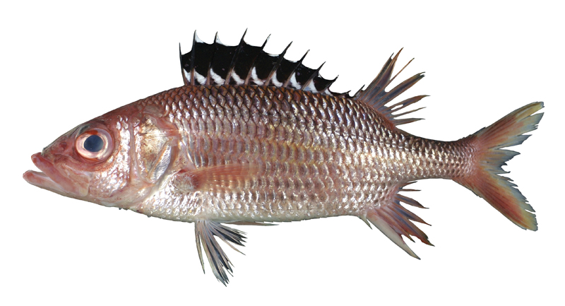 中文種名:黑鰭金鱗魚學名:Neoniphon opercularis