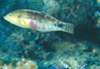 中文種名:雲紋海豬魚