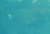 中文種名:杜氏刺尾鯛