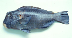 中文種名:隆頭鸚哥魚