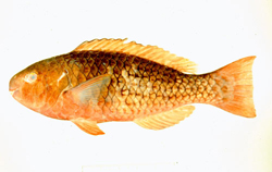 中文種名:紅紫鸚哥魚