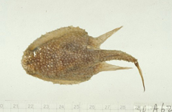 學名:Halieutopsis simula