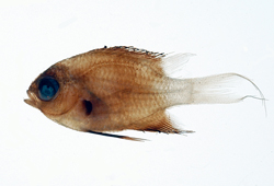 中文種名:兩色光鰓雀鯛