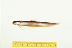 中文種名:尖尾犀鱈