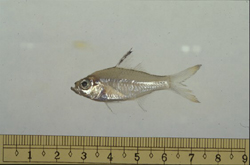 中文種名:彎線雙邊魚學名:Ambassis buruensis
