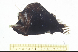 中文種名:短炳黑角鮟鱇