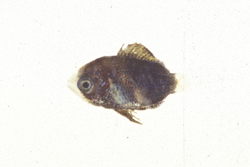 中文種名:條紋豆娘魚