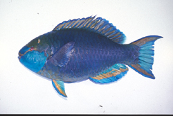 中文種名:綠頜鸚哥魚