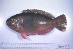 中文種名:雜紋鸚哥魚