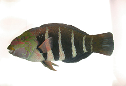 中文種名:條紋厚唇魚