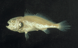 中文種名:大頭白姑魚