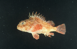 中文種名:杜父石狗公