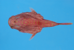 中文種名:阿部單棘躄魚