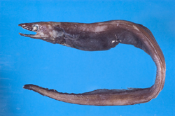 中文種名:合鰓鰻學名:Synaphobranchus affinis