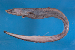 中文種名:合鰓鰻學名:Synaphobranchus affinis
