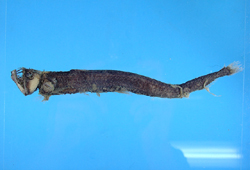 中文種名:蝰魚
