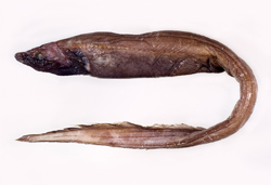 中文種名:短背鰭合鰓鰻
