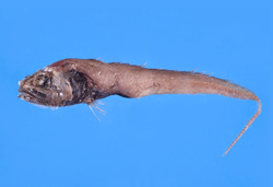中文種名:綿頭底尾鱈