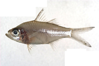 中文種名:細尾雙邊魚學名:Ambassis urotaenia
