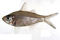 中文種名:細尾雙邊魚學名:Ambassis urotaenia