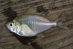 中文種名:暹羅副雙邊魚學名:Parambassis siamensis