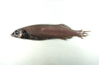 中文種名:歐氏平頭魚