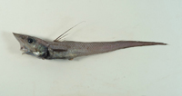 中文種名:橫帶腔吻鱈
