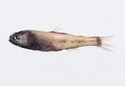 中文種名:瓦氏角燈魚
