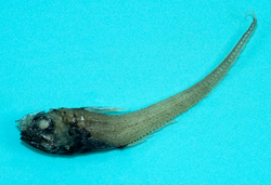 中文種名:長頭膜首鱈