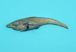 中文種名:廣佈腔吻鱈