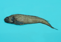 中文種名:重齒單趾鼬魚學名:Monomitopus pallidus