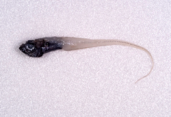 中文種名:刺吻膜首鱈