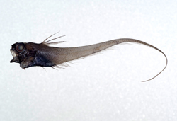 中文種名:點斑舟尾鱈