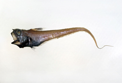 中文種名:黑背鰭凹腹鱈