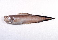 中文種名:棘鼬魚