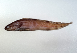中文種名:斑新鼬魚學名:Neobythites stigmosus