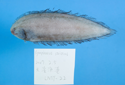 中文種名:巨體無線鰨學名:Symphurus megasomus