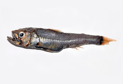 中文種名:大鱗新燈籠魚