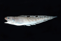 中文種名:橫帶新鼬魚學名:Neobythites fasciatus