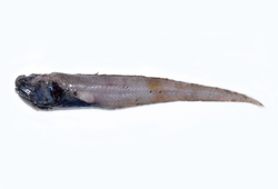 中文種名:壯體索深鼬魚學名:Bassozetus robustus