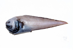 中文種名:梅氏棘鰓鼬魚
