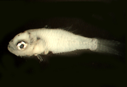 中文種名:雙邊魚學名:Ambassis sp.