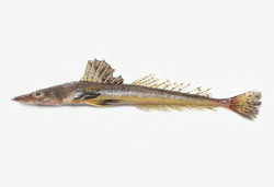 中文種名:橫帶棘線牛尾魚