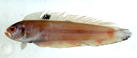 中文種名:印度棘赤刀魚